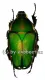 Mecynorrhina torquata immaculicollis ( 50 – 59 ) A2