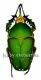 Mecynorrhina torquata immaculicollis ( 75 – 84 )