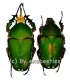 Mecynorrhina torquata immaculicollis ( M 80 – 84 ) A1-