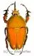 Mecynorrhina torquata immaculicollis ( roetliche var. ) ( 75 – 79 )