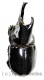 Megaceras jason ( 55 – 59 )
