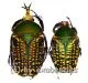 Megalorhina harrisii eximia f.harrisii ( M 35 – 39 ) M = A1-