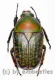 Megalorhina harrisii harrisii A2