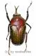 Megalorhina harrisii harrisii ( 30 – 34 ) A1-