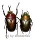 Megalorhina harrisii harrisii ( M 30 – 34 )