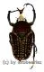 Megalorhina harrisii eximia f.harrisii ( 30 – 39 ) A2