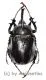 Megasoma pachecoi ( 45 – 49 )