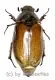 Melolontha chinensis ( 20 - 29 )