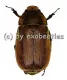 Melolonthidae spec. #13 ( 30 - 35 ) A2