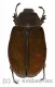 Melolonthidae spec. #17 ( 35 - 39 )