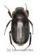 Melolonthidae spec. #20 ( 15 – 19 )