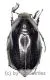 Melolonthidae spec. #21 ( 20 – 24 )