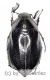 Melolonthidae spec. #21 ( 20 – 24 )