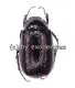 Melolonthidae spec. #4