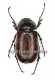 Melolonthidae spec. #7 ( 20 - 24 ) A2