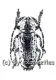 Milothris irrorata ( 15 – 19 )