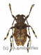 Moechotypa diphysis ( 15 - 19 )