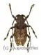 Moechotypa diphysis ( 15 - 19 )