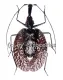 Mormolyce phyllodes ( 60 – 79 )