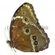 Morpho achilles patroclus