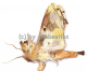 Moths spec. #9