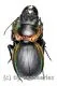 Mouhotia gloriosa planipennis ( 40 – 44 ) A1-