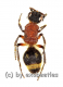 Mutillidae spec. ( Ameisenwespe ) ( 5 – 9 )