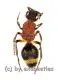 Mutillidae spec. ( Ameisenwespe ) ( 5 – 9 )