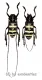 Nemophas trifasciatus ( Male = A1- ) ( M 35 – 39 )