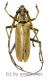 Neocerambyx vitalisi ( 60 – 64 )