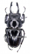 Neolucanus delicatus ( schwarze var. ) ( 40 - 44 )