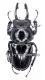 Neolucanus delicatus ( schwarze var. ) ( 45 - 49 )