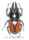 Neolucanus delicatus ( mesodonte ) ( 35 - 39 )