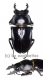 Neolucanus maximus maximus ( 65 - 69 )