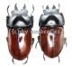 Neolucanus nitidus maekajanensis