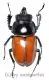 Neolucanus nitidus robustus ( 40 - 44 )
