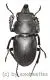 Neolucanus sinicus ssp.opacus ( 30 – 34 )