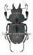 Neolucanus sinicus ssp.sinicus ( 30 - 34 )
