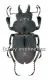 Neolucanus sinicus ssp.sinicus ( 30 - 34 )