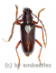 Neoplocaederus gabonicus ( 25 – 29 )