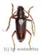 Neoplocaederus gabonicus ( 20 – 24 )