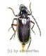 Neoplocaederus nitidipennis ( 25 – 29 ) A1-