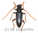 Neoplocaederus ruficornis ( 25 - 29 )