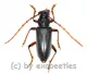 Neoplocaederus ruficornis ( 25 - 29 )