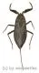 Nepa cinerea / syn.rubra ( 25 - 34 )