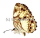 Nymphalidae spec. #10