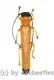Oberea spec. ( 20 - 24 )