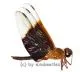 Odonata spec. #6