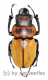 Odontolabis brookeana ( amphiodonte ) ( 35 – 39 )