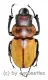Odontolabis brookeana ( amphiodonte ) ( 35 – 39 )